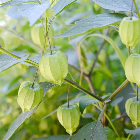 Tomatillo Verde in 2020 | Tomatillo verde, Tomatillo plant, Growing seeds