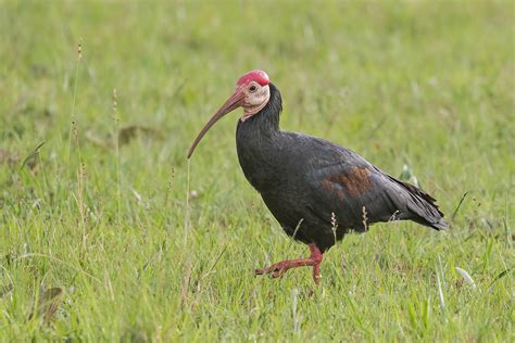 South Africa Birding Tours - South Africa Birdwatching - Birdquest