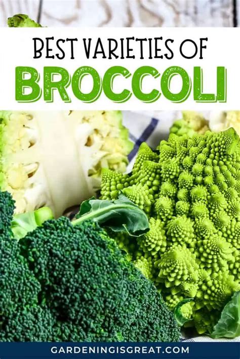 5 Best Broccoli Varieties For Your Garden | Gardening is Great