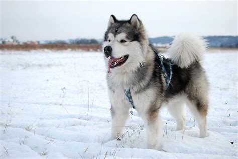 10 Facts About the Alaskan Malamute - Gray Line Alaska