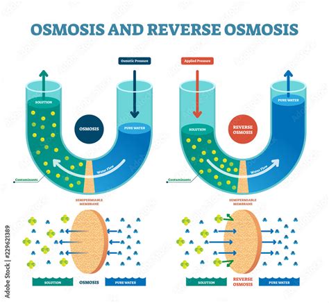 Osmosis reverse vector illustration. Explained process with solution. vector de Stock | Adobe Stock