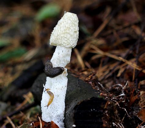 Stinkhorn. | Stinkhorn Scientific name: Phallaceae Stinkhorn… | Flickr