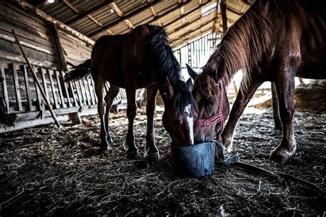 How Much Water Do Horses Need?