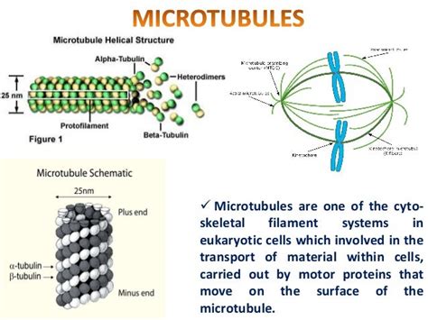 .MODE AND MECHANISM OF ACTION OF MICROTUBULE ASSEMBLY, MITOSIS AND