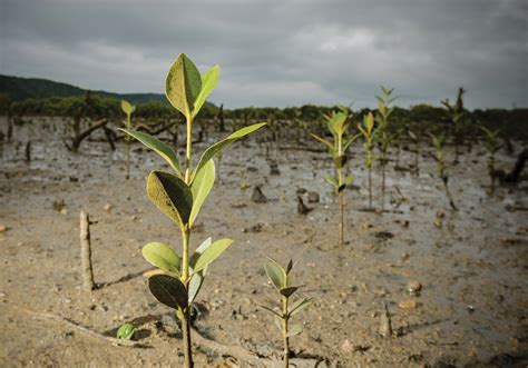 Mangrove Fast Facts: One of the World's Hardiest Trees | One Tree Planted