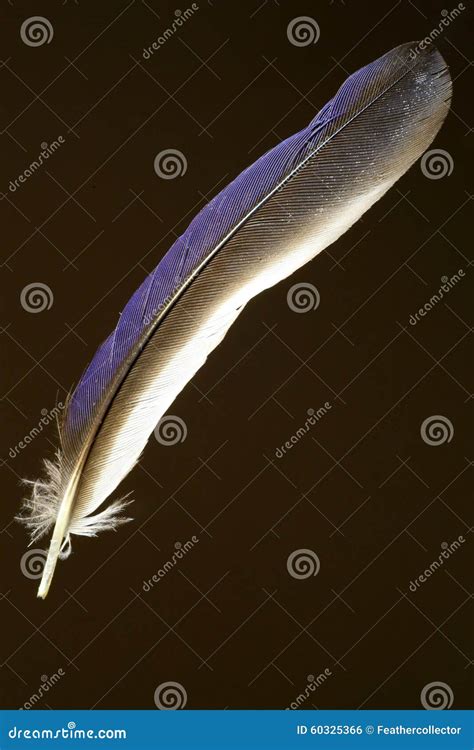 Feather of Common Paradise Kingfisher Stock Photo - Image of paradise, wildlife: 60325366