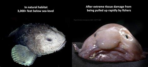 Blobfish bursts without atmospheric pressure like we would in space ...