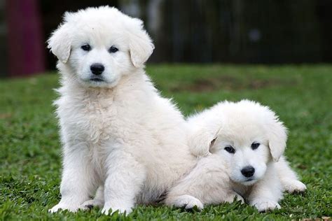 Kuvasz Loyal Dog Breeds, Loyal Dogs, Cute Dogs Breeds, Small Dog Breeds ...