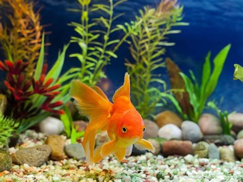 25 Best Pet Fish That Are Easy to Care For | Always Pets