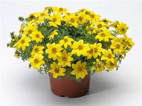 Bidens Pot 15cm - Konstantidis Plants - Productions of Ornamental Plants