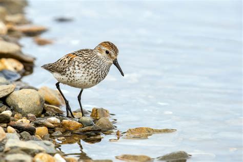 Western Sandpiper | Audubon Field Guide