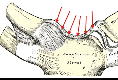 Shoulder - Muscle and ligaments Flashcards | Quizlet