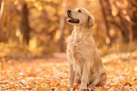 Why is your Golden Retriever shedding & how to deal with it - K9 Web