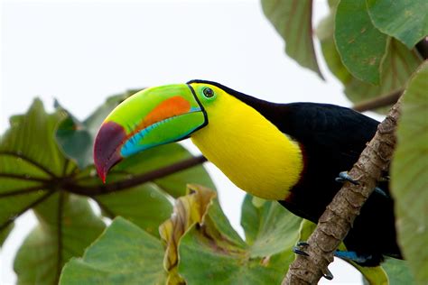 Keel-billed Toucans, Pico Bonito National Park, Honduras | Stephen L Tabone Nature Photography