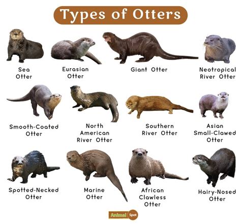 different types of otters are shown in this chart with the names and pictures below