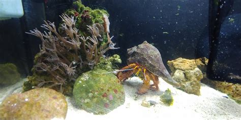 Marine giant hermit crab tank mates? | Reef2Reef