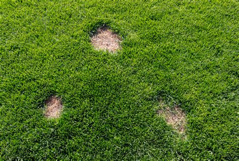 Simple steps to battle the brown spots on your lawn - ClarksvilleNow.com