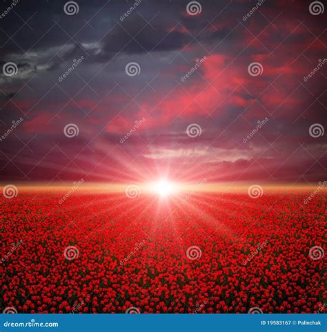 Tulips field at sunset stock image. Image of green, scenics - 19583167