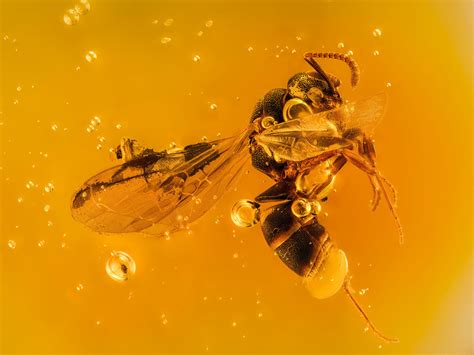 20 million year old winged ant trapped in amber resin | Nikon’s Small World