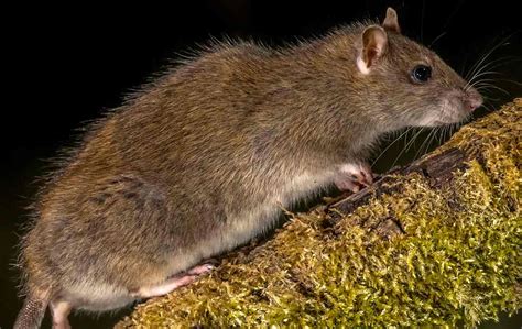 Norway Rats - Action Pest Services