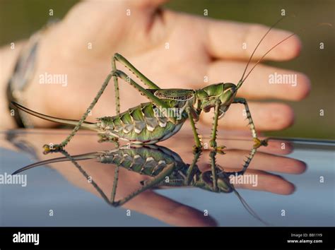 Ovipositor cricket hi-res stock photography and images - Alamy