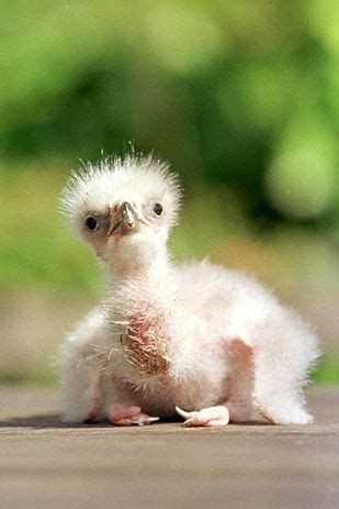 Bald Eagles | Baby animals, Animals, Baby bald eagle