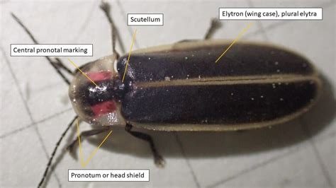 Firefly Anatomy and Flash Patterns - Firefly Atlas