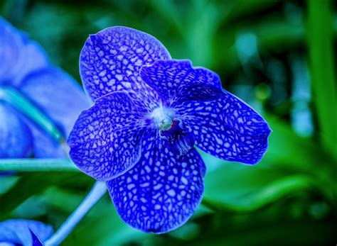 Blue Vanda Orchid Macro | Vanda orchids, Orchids, Orchid flower