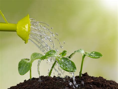 葉子變黃快澆水？澆水過多的徵兆與解決辦法 | 園藝 | 室內植物 | 土壤 | 大紀元