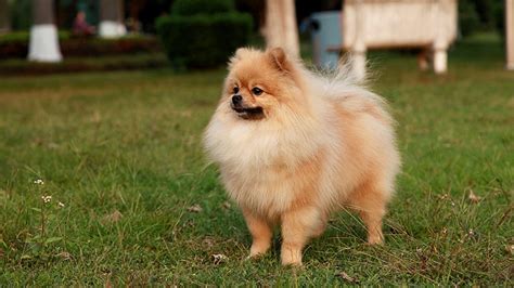 HD Pomeranian Wallpapers - WallpaperSafari