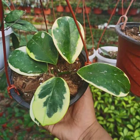 (Rare) Hoya obovata albomarginata for Sale - HappyForestStore