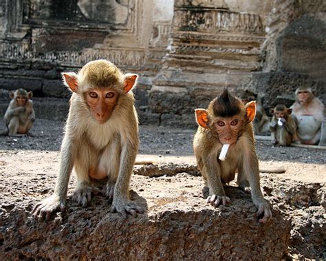 30+ Monkey Smoking Cigarette Pictures Stock Photos, Pictures & Royalty-Free Images - iStock