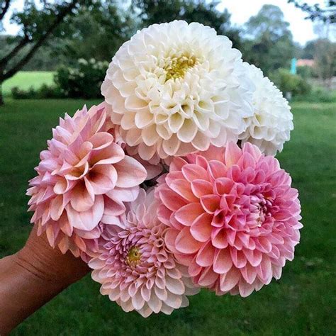 You only need s few dahlias to make an impactful bouquet! https://www.facebook.com/forageart ...