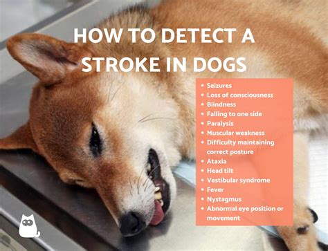 What Are The Signs Of A Dog Having A Seizure