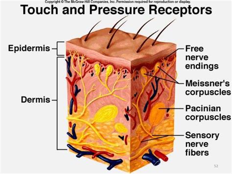 Vasculature and innervation of skin