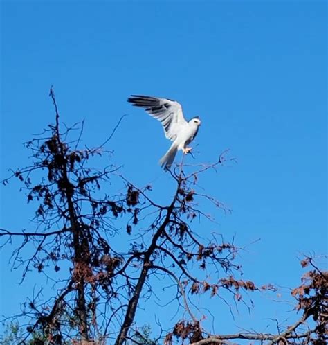 The white-tailed kite nesting near our... - Crafters Fortune