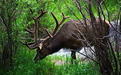 Wallpaper : forest, deer, animals, nature, wildlife, elk, jungle, fauna ...