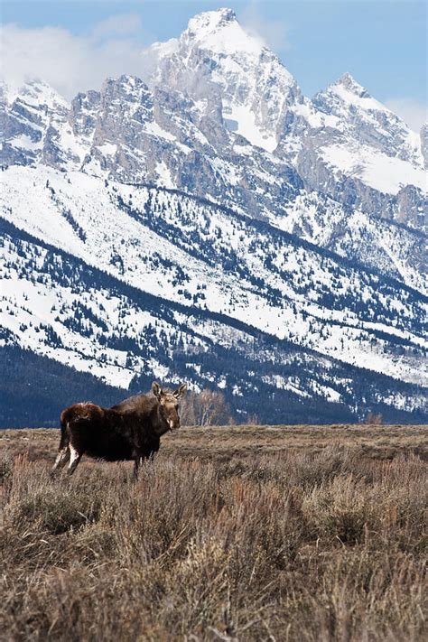 Moose and Grand Teton Grand Teton National Park Photograph by Benjamin Dahl | Fine Art America