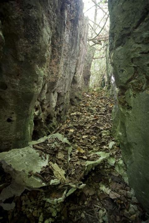 Sun shining through an opening in the vegetation on top of a limestone wall | Hole in the wall ...