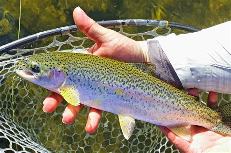 Jon Baiocchi Fly Fishing News: Lower Yuba River Fishing Report 2/24/2015