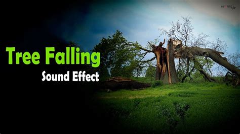 Tree Falling Sound Effect - YouTube