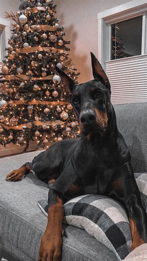 Доберман 🥰 | Cuccioli di doberman, Razze di cani, Cuccioli di cani