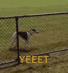 Yeet GIFs | Tenor