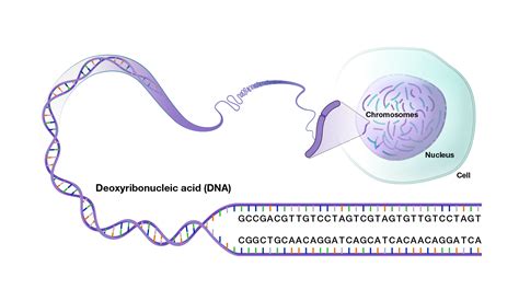 Human Genomic Variation