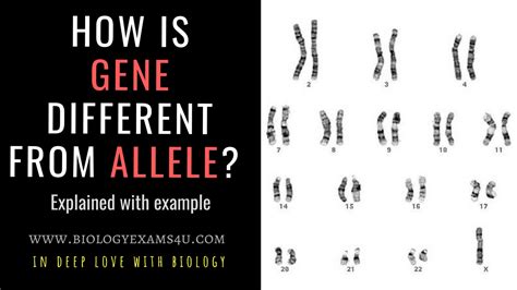 Difference between Gene and Allele (Gene vs Allele) with examples