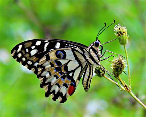 japura-butterflies-1 | Trek Papua