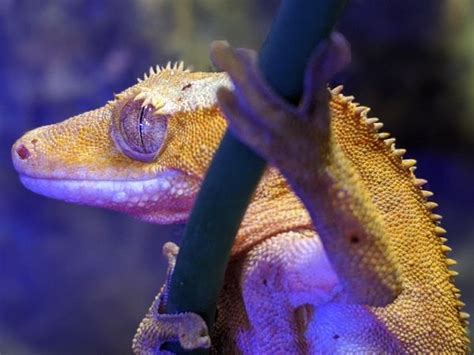 Crested Gecko Lighting Needs - Facts & Figures - VIVO Pets