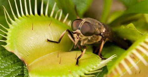 How Big Was the Largest Venus Flytrap Ever? - W3schools