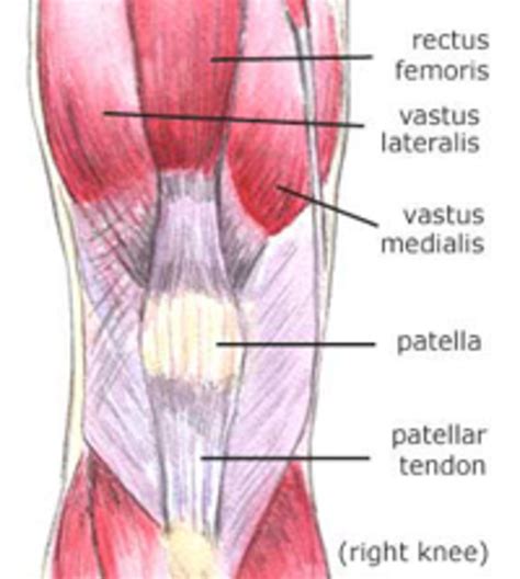 Anatomy of the knee (Bones Muscles Arteries Veins Nerves) | HubPages