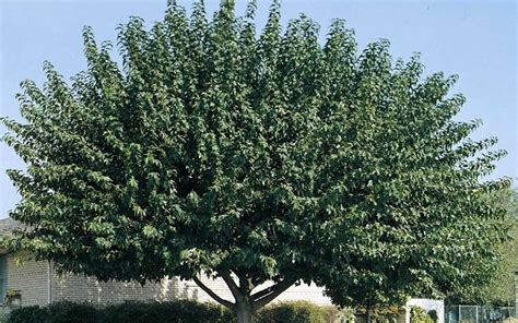 Red Mulberry Tree - 3 Gallon Container - Tree, Fruit - Fast Growing ...